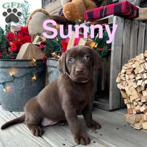 Sunny, Chocolate Labrador Retriever Puppy